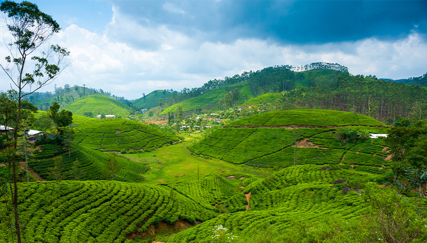 Pekoe Trail, Sri Lanka